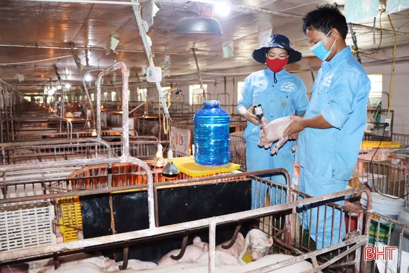 Dư nợ nông nghiệp, nông thôn ở Hà Tĩnh chiếm 44,8%