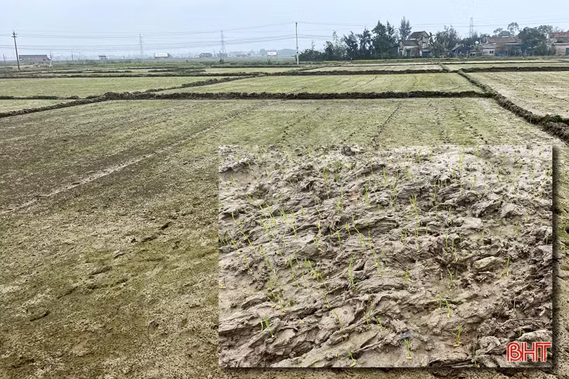 Sản xuất vụ xuân 2021 ở Hà Tĩnh đảm bảo tiến độ, kế hoạch đề ra