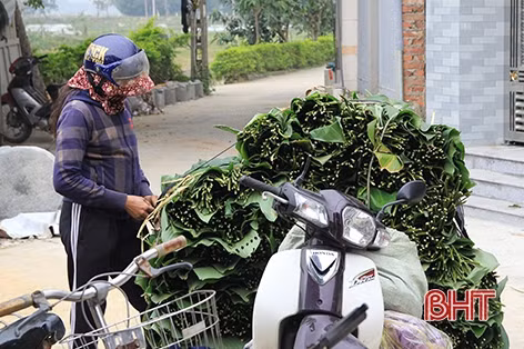 Làng nghề Hà Tĩnh chuẩn bị gói hàng chục vạn bánh chưng phục vụ tết Nguyên đán