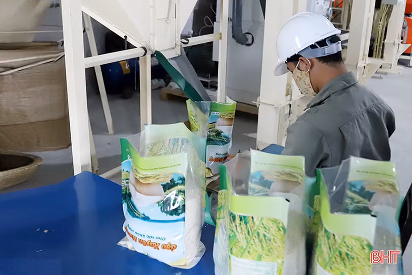 Gạo Xuyên Hương Hà Tĩnh - nâng tầm thương hiệu gạo Việt