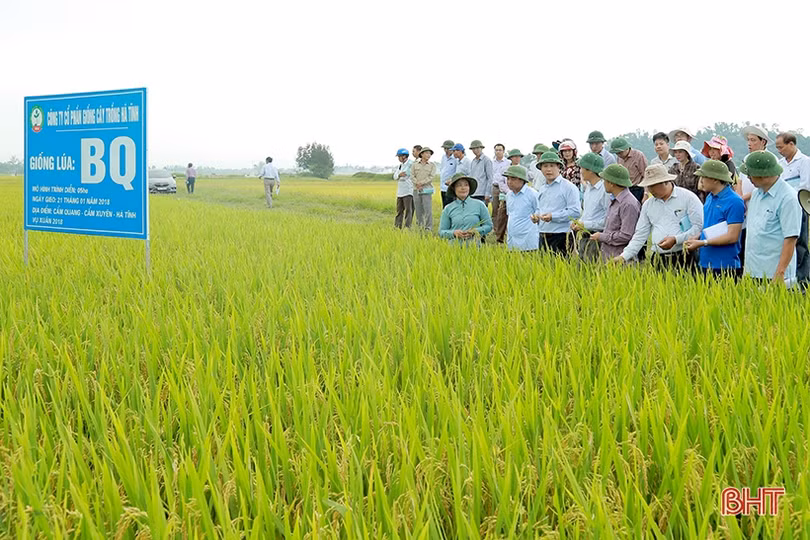 Gạo Xuyên Hương Hà Tĩnh - nâng tầm thương hiệu gạo Việt
