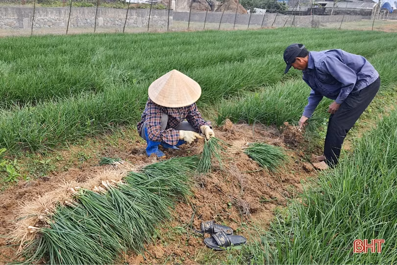 Nhiều sản phẩm đắt hàng, nông dân Kỳ Đồng yên tâm sắm tết