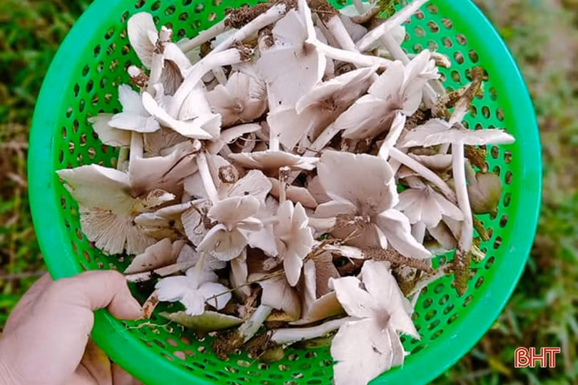 Mùa săn nấm mối ở miền núi Hà Tĩnh