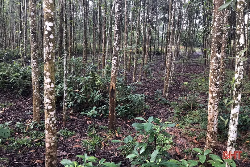 Mùa săn nấm mối ở miền núi Hà Tĩnh