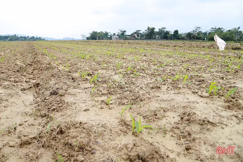 Tập trung quản lý vùng dịch, hạn chế tối đa lây lan dịch tả lợn châu Phi