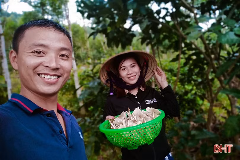 Mùa săn nấm mối ở miền núi Hà Tĩnh