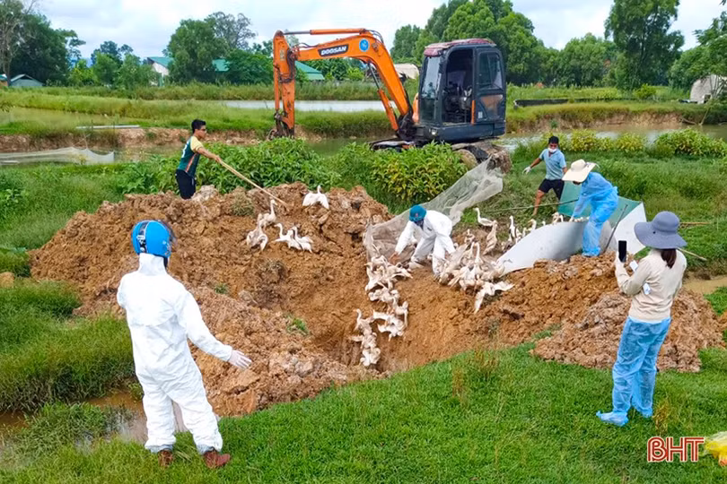 Lơ là công tác tiêm phòng vắc-xin, nguy cơ dịch bệnh tấn công đàn gia cầm ở Hà Tĩnh