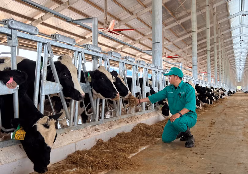 Vinamilk nhập đàn bò sữa 1.000 con từ Mỹ về trang trại bò sữa Lao - Jagro ở Lào