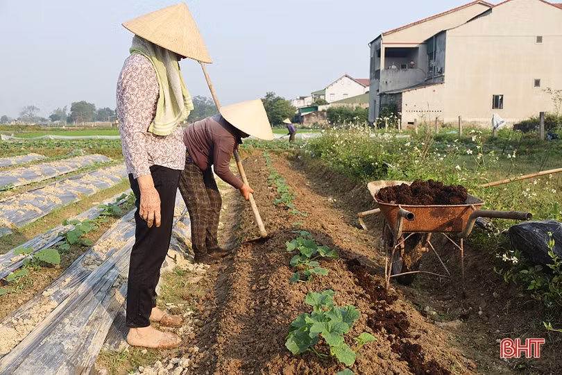Nông dân Thạch Hà tất bật chăm sóc lứa dưa đầu năm