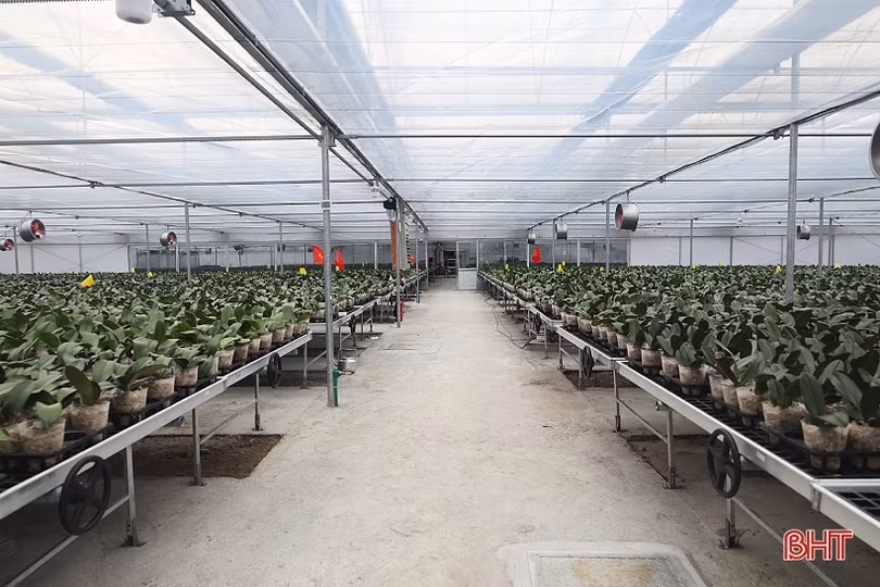 Cận cảnh mô hình trồng hoa lan hồ điệp đầu tiên ở Hà Tĩnh