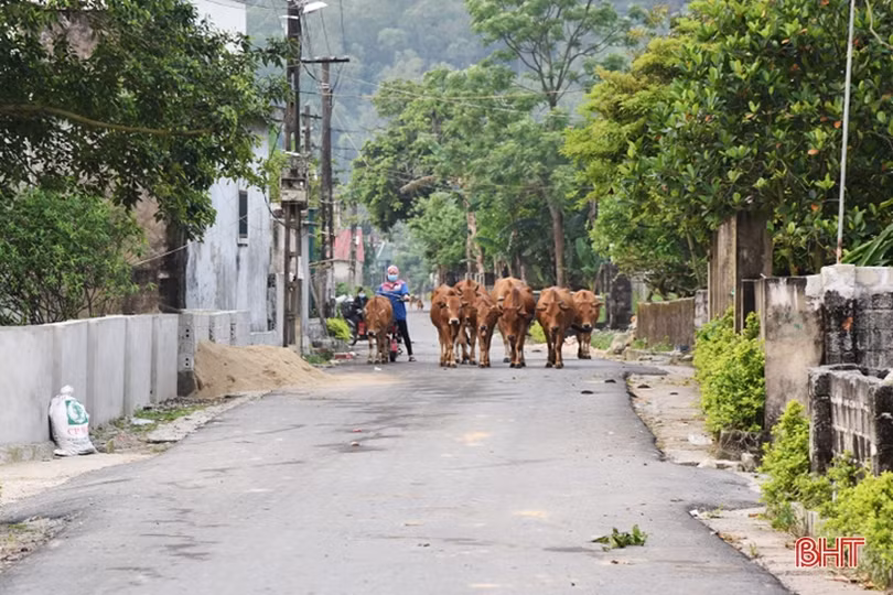 Chờ “gom” trâu, bò về một khu vực