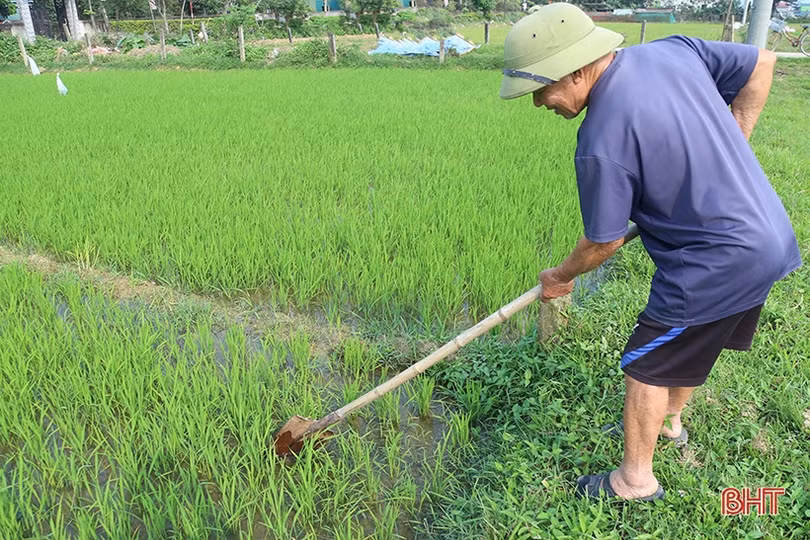 Hệ lụy từ việc tùy tiện sử dụng thuốc bảo vệ thực vật trên đồng ruộng