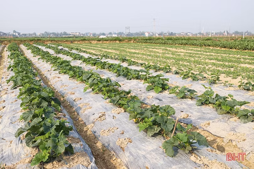 Nông dân Thạch Hà tất bật chăm sóc lứa dưa đầu năm