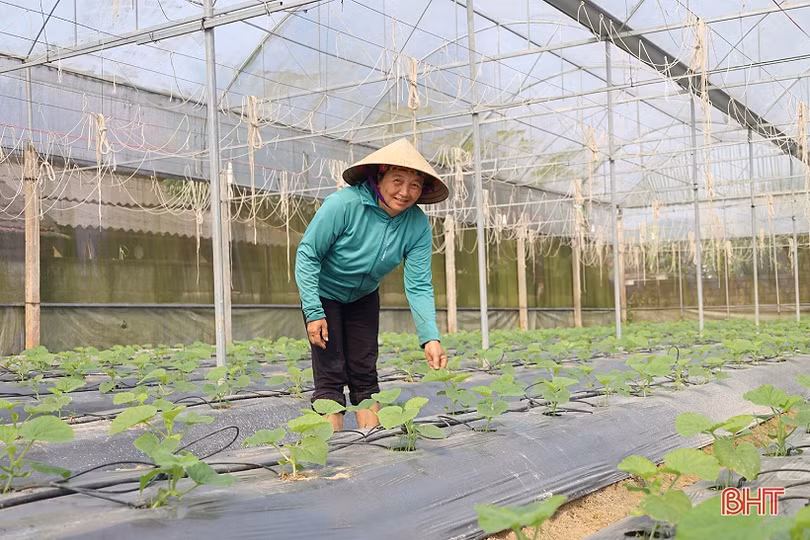 Nông dân Thạch Hà tất bật chăm sóc lứa dưa đầu năm