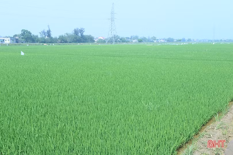 Nông dân Hà Tĩnh tích cực chăm bón lúa xuân “thì con gái”