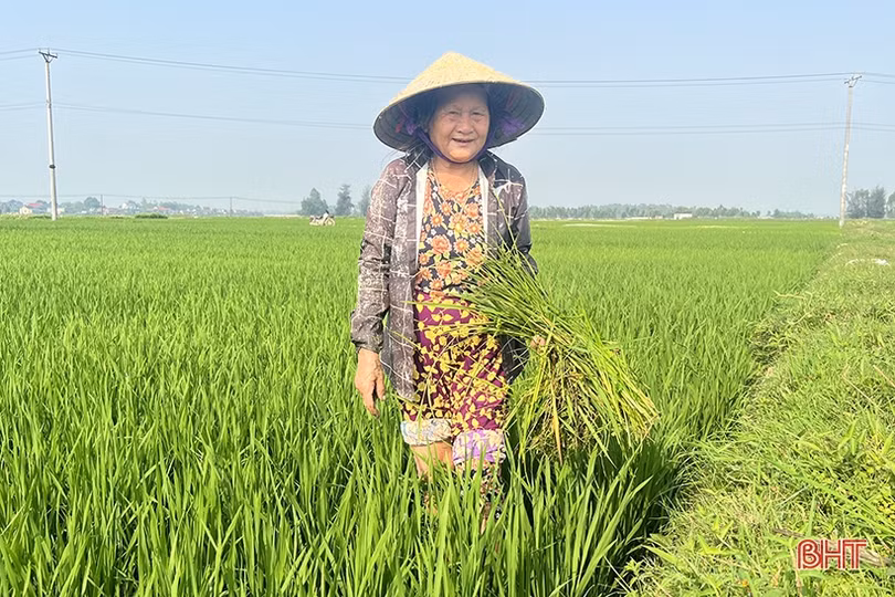 Nông dân Hà Tĩnh tích cực chăm bón lúa xuân “thì con gái”