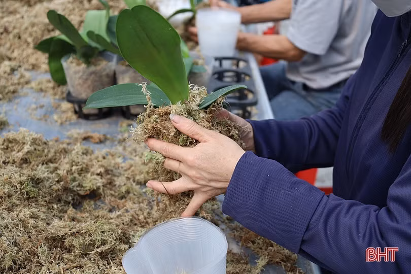 Cận cảnh mô hình trồng hoa lan hồ điệp đầu tiên ở Hà Tĩnh