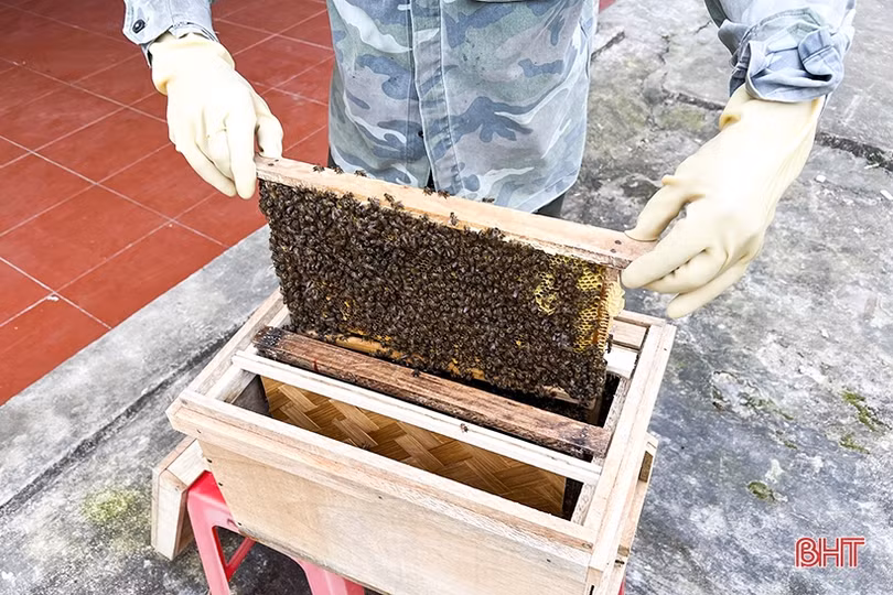 Nghề nuôi ong cho thu nhập cao ở vùng bán sơn địa Đức Thọ