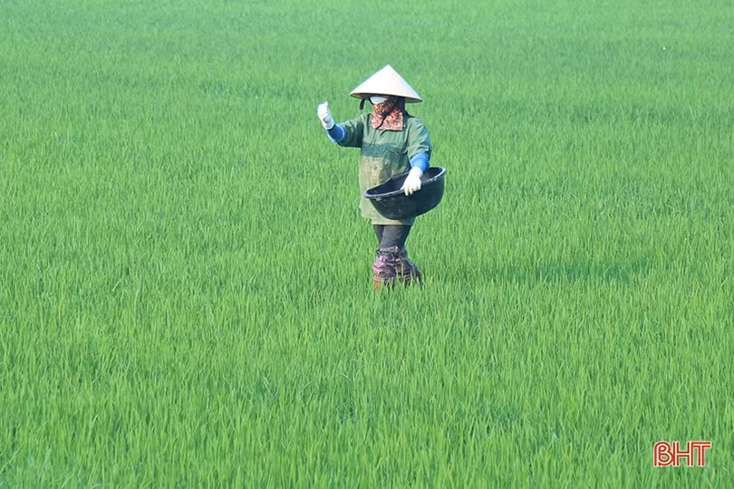 Nông dân Hà Tĩnh tích cực chăm bón lúa xuân “thì con gái”