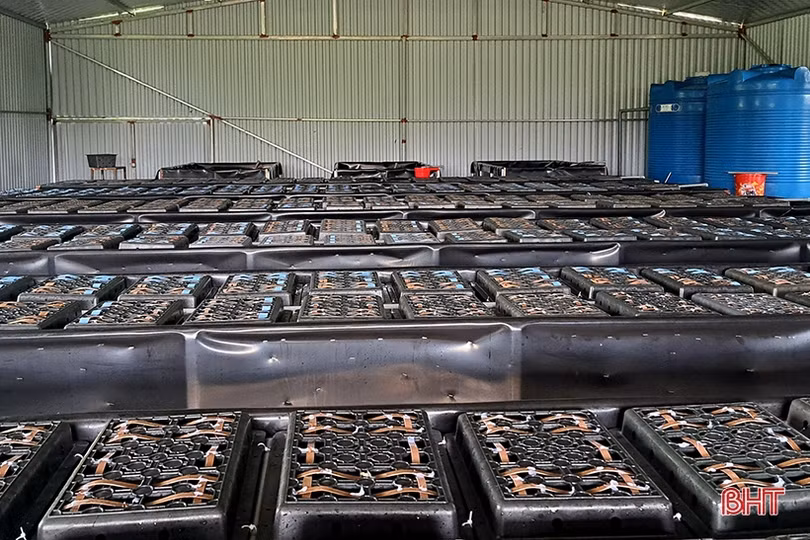 Độc đáo mô hình nuôi cua trong hộp nhựa đầu tiên ở Hà Tĩnh