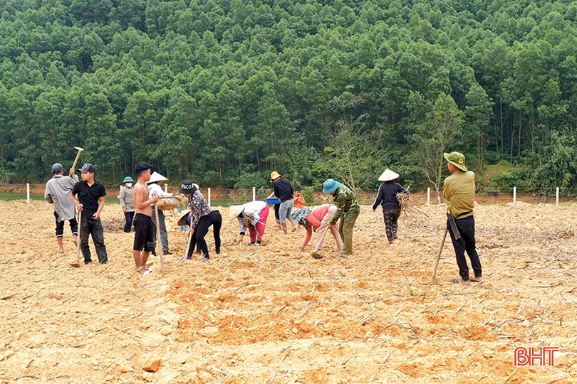 Bà con dân tộc Chứt trồng cỏ, trỉa ngô chăn nuôi bò sinh sản