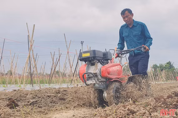 Nông dân Hà Tĩnh tất bật xuống giống, chăm sóc rau vụ tết 