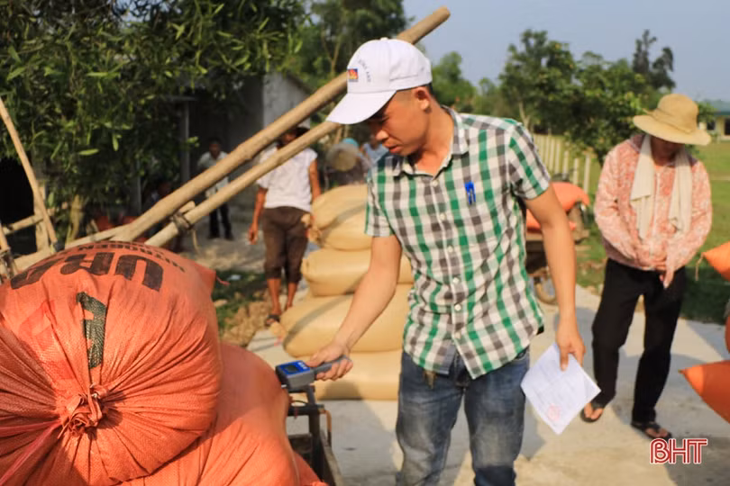 Doanh nghiệp thu mua lúa hơn giá thị trường, nông dân Hà Tĩnh phấn khởi