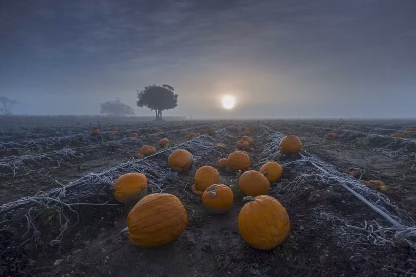 Nhiếp ảnh gia Việt Nam duy nhất đoạt giải Food Photographer of the Year 2019
