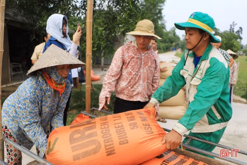 Doanh nghiệp thu mua lúa hơn giá thị trường, nông dân Hà Tĩnh phấn khởi