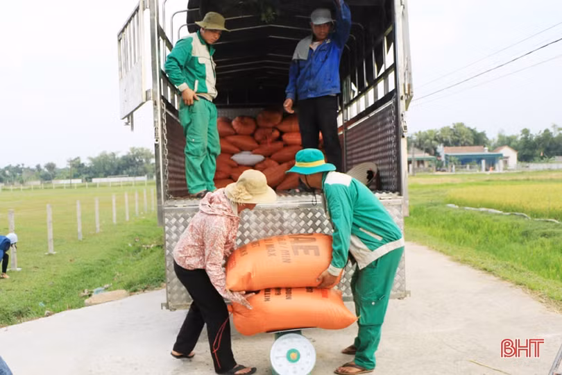 Doanh nghiệp thu mua lúa hơn giá thị trường, nông dân Hà Tĩnh phấn khởi