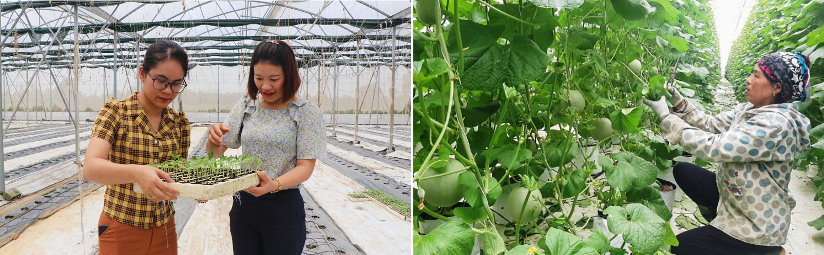 Phát triển kinh tế trong xây dựng huyện Can Lộc đạt chuẩn NTM nâng cao (bài 1): Sản xuất theo chiều sâu ở 3 vùng sinh thái