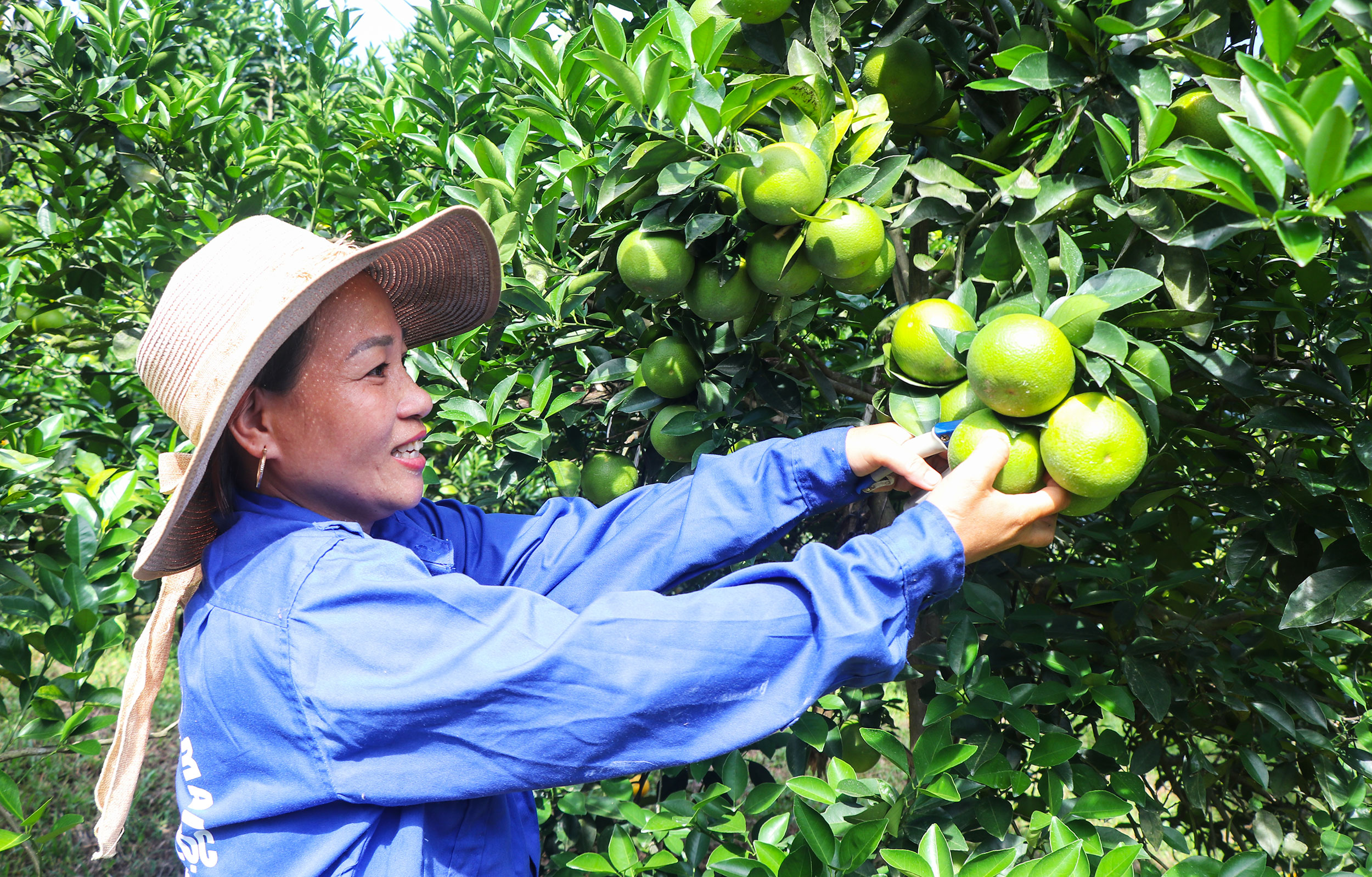 Phát triển kinh tế trong xây dựng huyện Can Lộc đạt chuẩn NTM nâng cao (bài 1): Sản xuất theo chiều sâu ở 3 vùng sinh thái