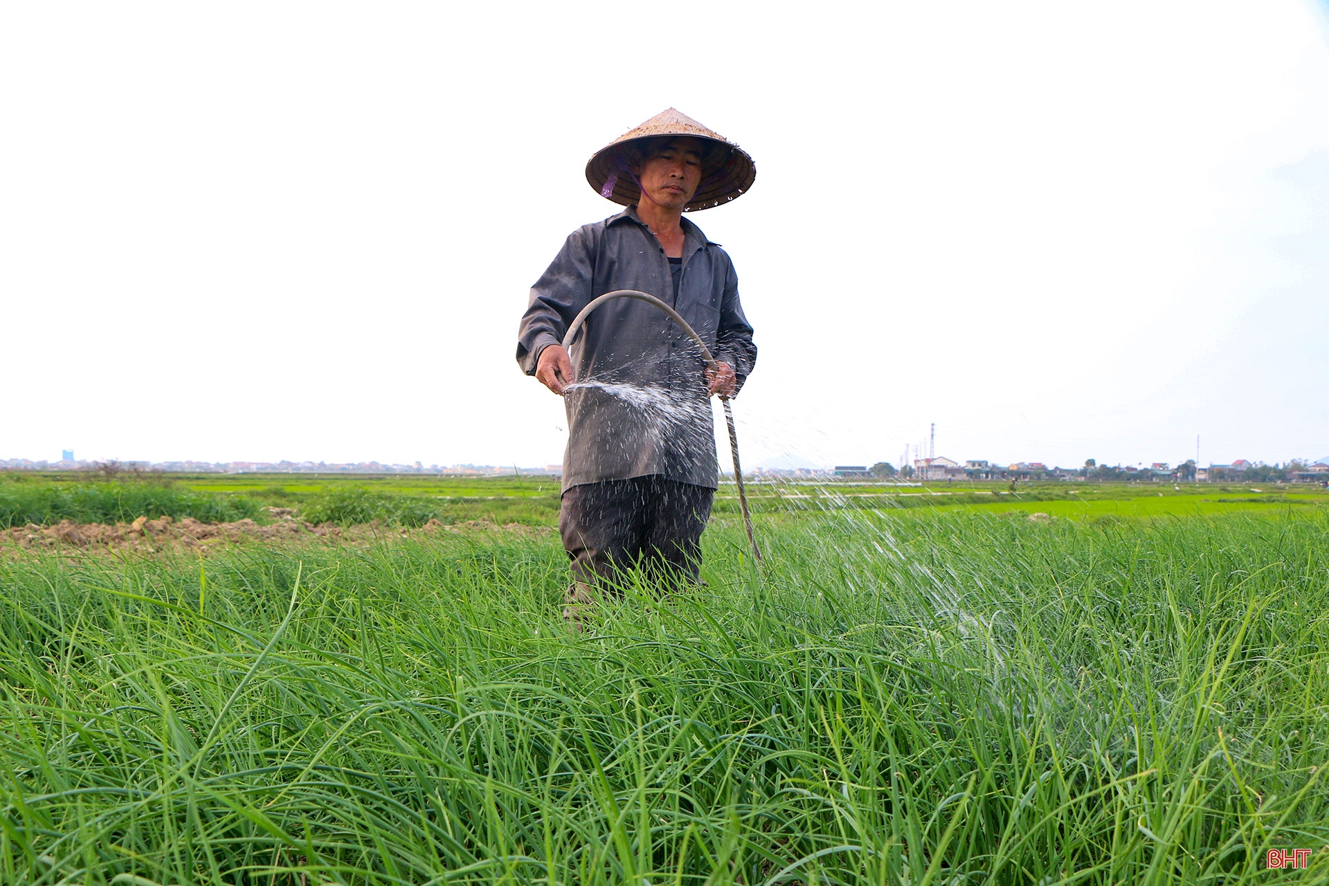 Đi tìm giá trị “lõi” cho nông nghiệp đô thị TP Hà Tĩnh (bài 1): Tiềm năng lớn vẫn khó cạnh tranh