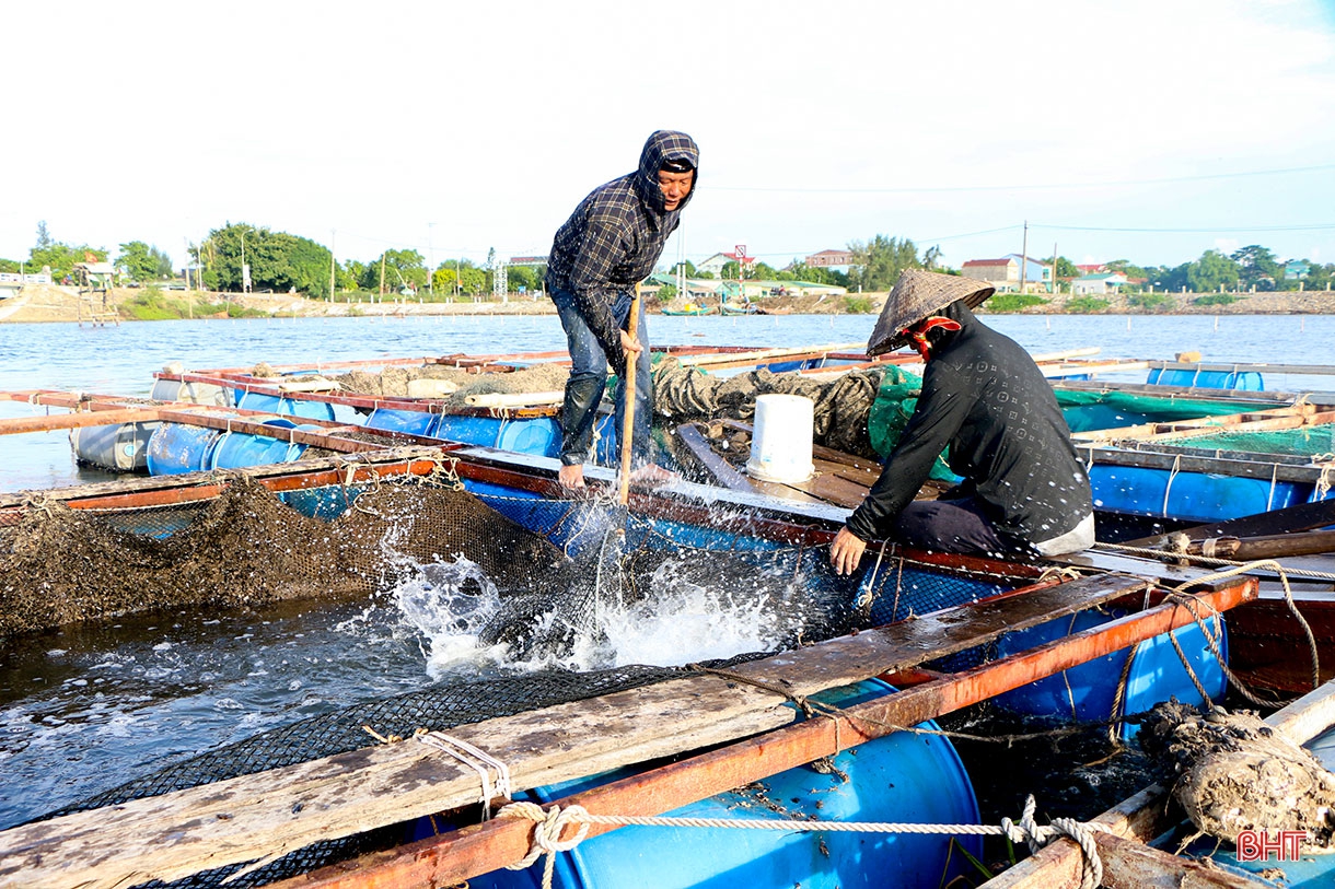 Đi tìm giá trị “lõi” cho nông nghiệp đô thị TP Hà Tĩnh (bài 1): Tiềm năng lớn vẫn khó cạnh tranh