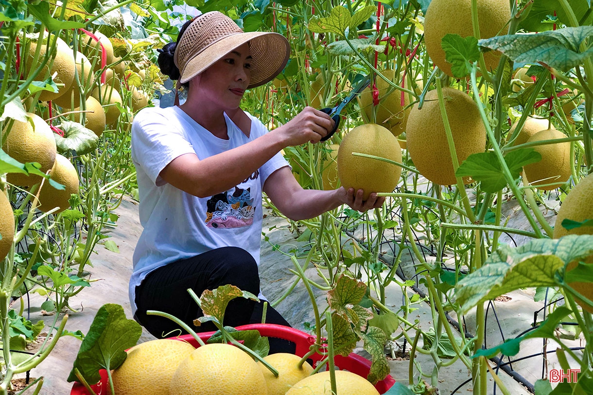 Đi tìm giá trị “lõi” cho nông nghiệp đô thị TP Hà Tĩnh (bài 1): Tiềm năng lớn vẫn khó cạnh tranh