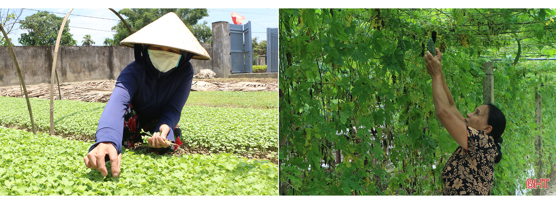 Đi tìm giá trị “lõi” cho nông nghiệp đô thị TP Hà Tĩnh (bài 1): Tiềm năng lớn vẫn khó cạnh tranh