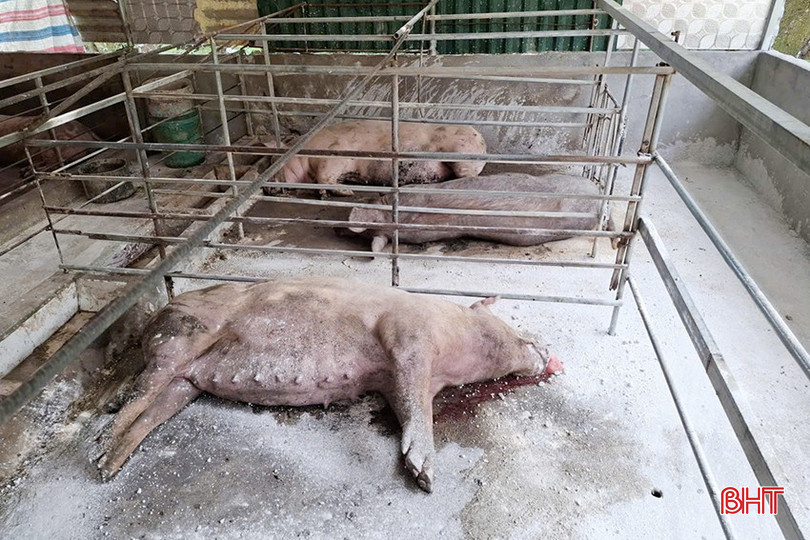 Tổng số lợn chết và phải tiêu hủy do dịch tả lợn châu Phi tại xã Sơn Giang là 33 con.