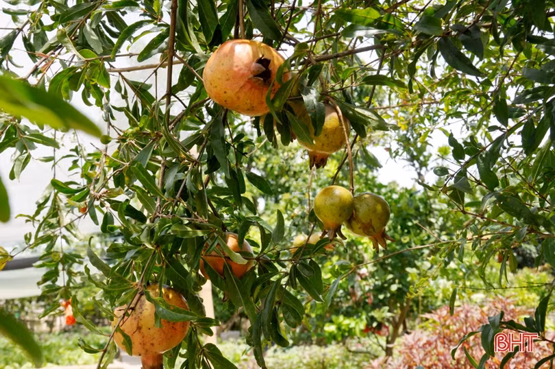Cựu lính vùng 3 hải quân ở Hà Tĩnh “khiến đất nở hoa trái