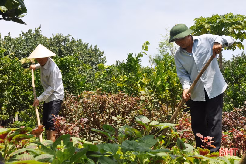Cựu lính vùng 3 hải quân ở Hà Tĩnh “khiến đất nở hoa trái