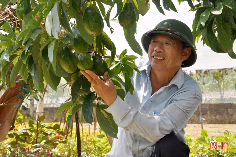 Cựu lính vùng 3 hải quân ở Hà Tĩnh “khiến đất nở hoa trái