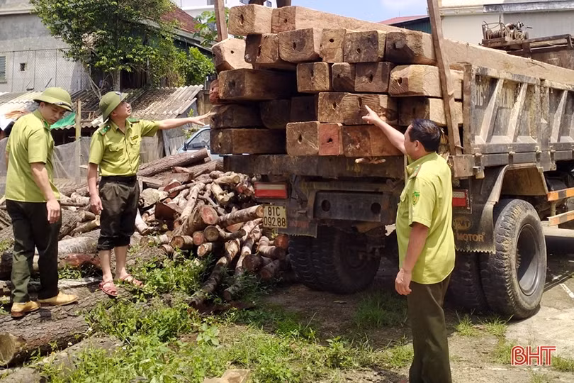 Phát hiện lượng lớn gỗ tập kết trái phép ở Hương Khê