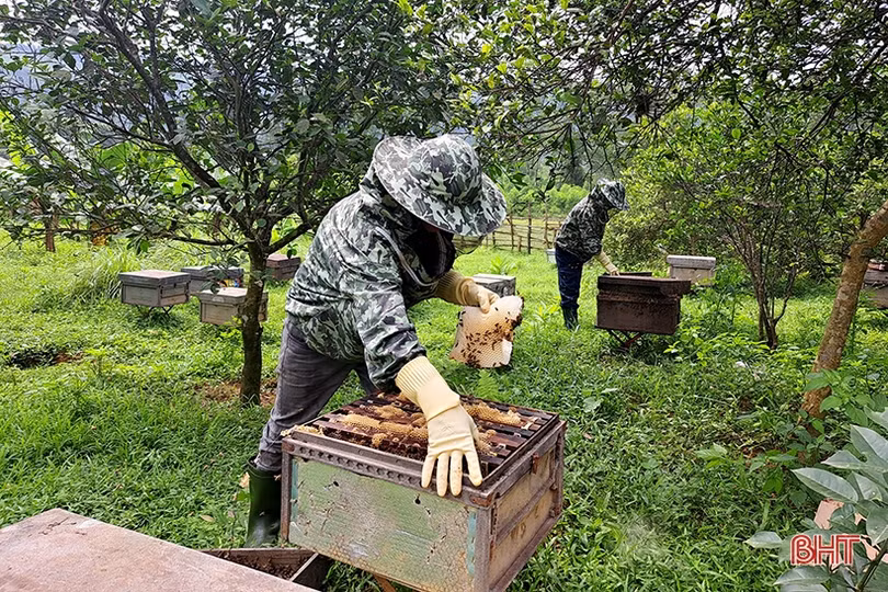 Về Hà Tĩnh, khám phá trại nuôi ong của cựu du học sinh Úc