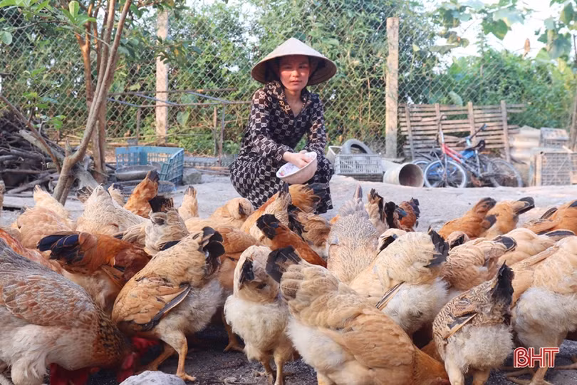 Nông dân lo che chắn chuồng trại, tăng khẩu phần cho đàn vật nuôi