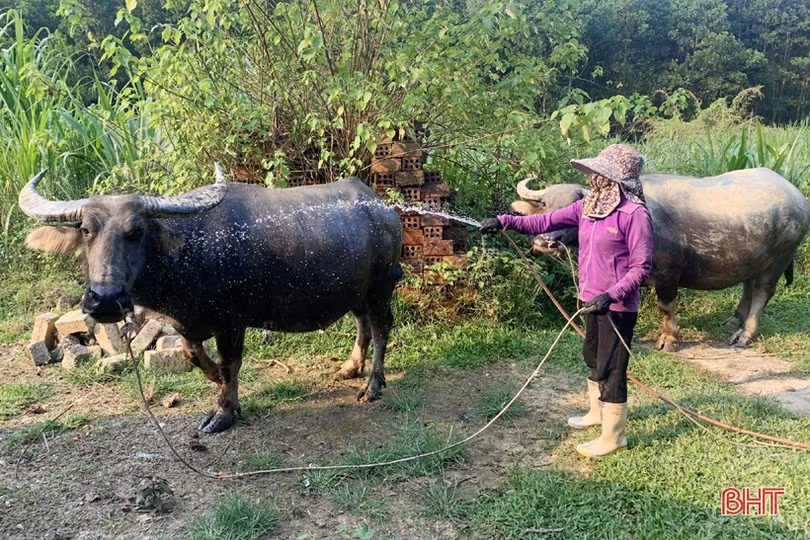 Nông dân lo che chắn chuồng trại, tăng khẩu phần cho đàn vật nuôi