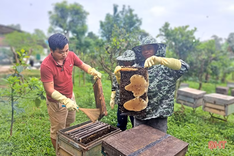 Về Hà Tĩnh, khám phá trại nuôi ong của cựu du học sinh Úc