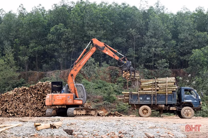 Nghề trồng rừng nguyên liệu ở Hà Tĩnh cải thiện thu nhập cho hàng chục nghìn hộ dân
