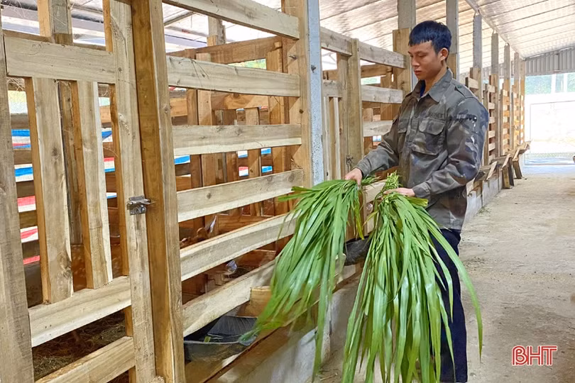 Nông dân lo che chắn chuồng trại, tăng khẩu phần cho đàn vật nuôi