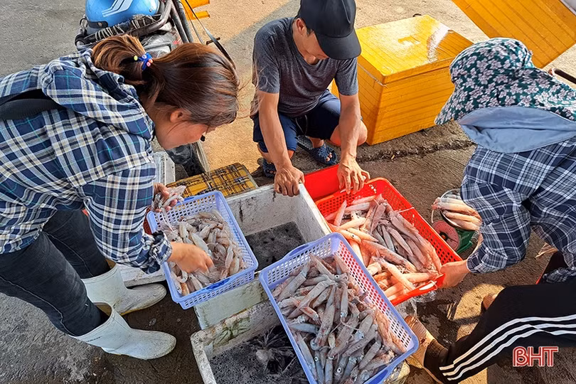 Mực tươi được giá, ngư dân Hà Tĩnh thu tiền triệu mỗi ngày