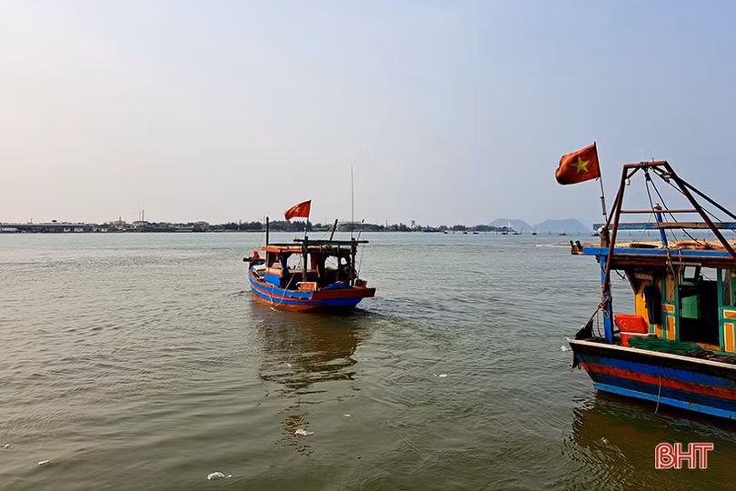 Mực tươi được giá, ngư dân Hà Tĩnh thu tiền triệu mỗi ngày