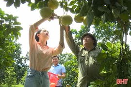 Phúc Trạch rộn ràng mùa quả ngọt